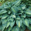 Funkia - HOSTA JUNE