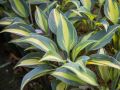Funkia - HOSTA JUNE