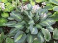 Funkia - Hosta KIWI FULL MONTY