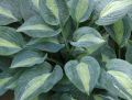 Funkia - Hosta KIWI FULL MONTY