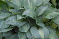 Funkia - Hosta KIWI FULL MONTY