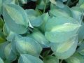 Funkia - Hosta KIWI FULL MONTY