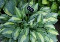 Funkia - Hosta KIWI FULL MONTY