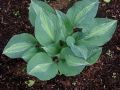 Funkia - Hosta KIWI FULL MONTY