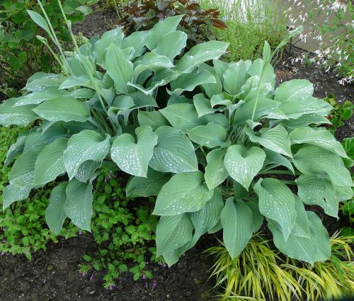 Bohyška - Hosta KROSSA REGAL