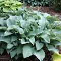 Funkia - HOSTA KROSSA REGAL
