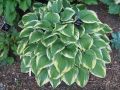 Funkia - HOSTA MEMORIES OF DOROTHY