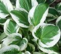 Funkia - HOSTA MINUTEMAN