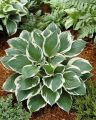 Funkia - HOSTA MINUTEMAN