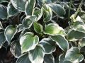 Funkia - HOSTA MINUTEMAN