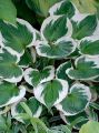 Funkia - HOSTA MINUTEMAN