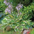 Funkia - HOSTA MINUTEMAN
