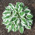 Funkia - HOSTA MINUTEMAN