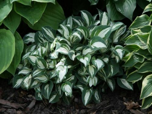 Bohyška -  Hosta PANDORA'S BOX