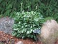 Funkia - HOSTA PANDORA'S BOX
