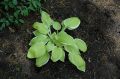 Funkia - HOSTA ST. ELMO'S FIRE 4-letnia