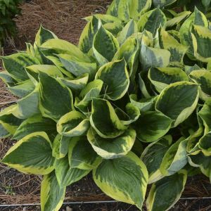 Bohyška - Hosta TWILIGHT