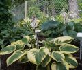 Funkia - HOSTA WIDE BRIM
