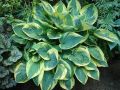 Funkia - HOSTA WIDE BRIM