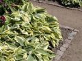 Funkia - HOSTA WIDE BRIM