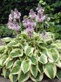 Funkia - HOSTA WIDE BRIM