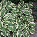 Funkia - HOSTA WIDE BRIM