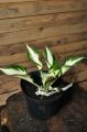 Funkia - Hosta SZAFIREK