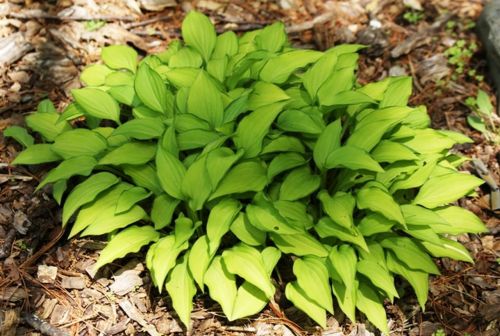Bohyška - Hosta LEMON LIME