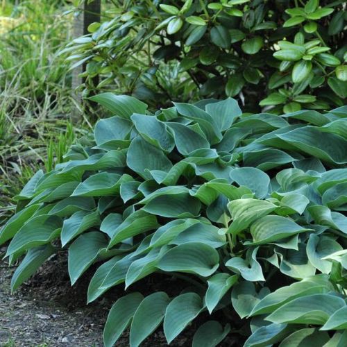 Bohyška - Hosta BLUE CADET