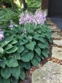 Funkia HOSTA PACIFIC BLUE EDGER