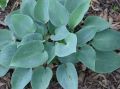 Funkia HOSTA PACIFIC BLUE EDGER