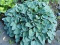 Funkia HOSTA PACIFIC BLUE EDGER