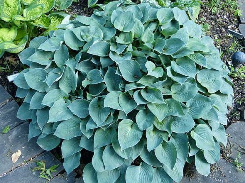 Bohyška -  Hosta PACIFIC BLUE EDGER