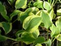 Funkia - Hosta PILGRIM