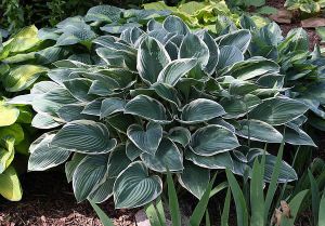 Bohyška - Hosta TOM SCHMID