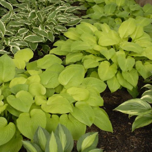 Bohyška - Hosta  AUGUST MOON