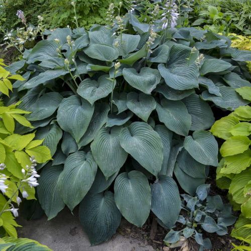 Bohyška - Hosta BLUE MAMMOTH
