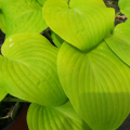Funkia - HOSTA GOLDEN WAFFLES