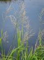 Glyceria maxima - MANNA MIELEC