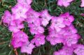 GOŹDZIK Ogrodowy DINETTA PURPLE