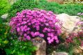GOŹDZIK Ogrodowy DINETTA PURPLE