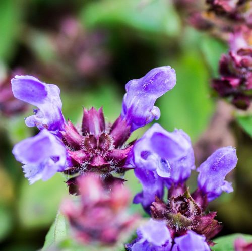 Černohlávek velkokvětý BELLA BLUE