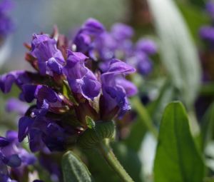 Černohlávek velkokvětý Bella Violet Shade