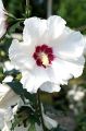 Hibiskus RED HEART - Ketmia syryjska