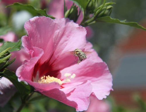 Hibiskus WOODBRIDGE štěpený