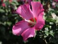 Hibiskus WOODBRIDGE szczepiony