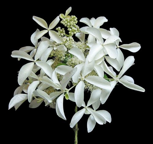 Hortenzie latnatá LE VASTERIAL