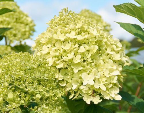 Hortenzie latnatá LIMELIGHT