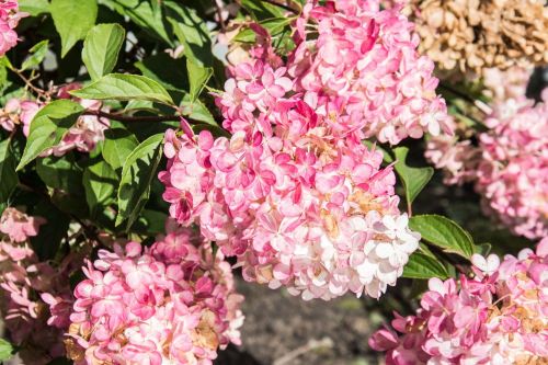 Hortenzie latnatá PHANTOM