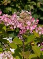 Hortensja bukietowa PINK DIAMOND